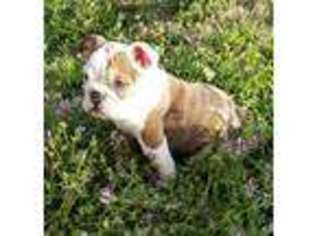 Bulldog Puppy for sale in Princeton, TX, USA