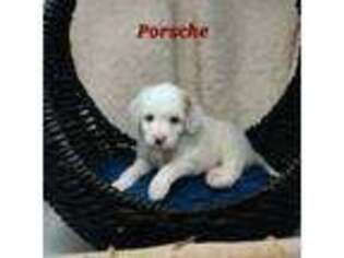 Goldendoodle Puppy for sale in Auburn, AL, USA