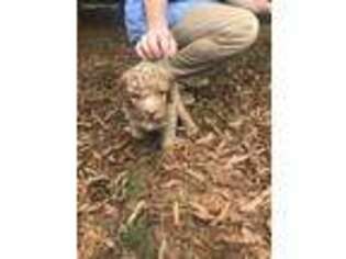 Labradoodle Puppy for sale in Westminster, SC, USA