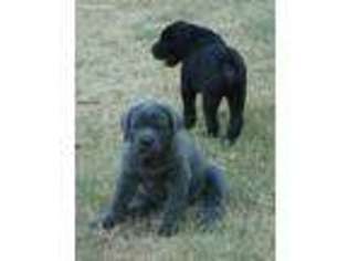 Cane Corso Puppy for sale in Walters, OK, USA