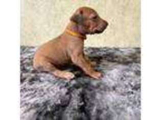 Rhodesian Ridgeback Puppy for sale in Ocala, FL, USA