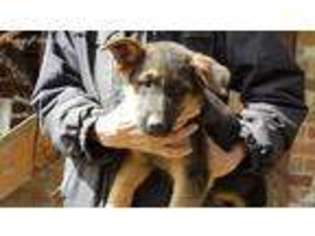 German Shepherd Dog Puppy for sale in Virginia City, NV, USA