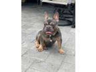 French Bulldog Puppy for sale in Englewood, NJ, USA