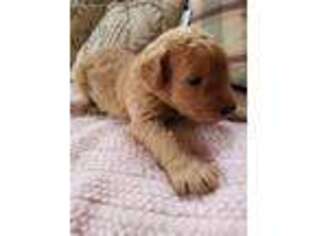 Goldendoodle Puppy for sale in Sorento, IL, USA