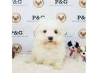 Maltese Puppy for sale in Temple City, CA, USA