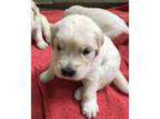 Golden Retriever Puppy for sale in Ashfield, MA, USA