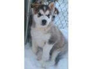 Alaskan Malamute Puppy for sale in Coleman, MI, USA