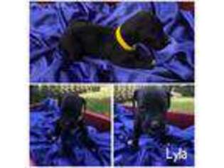 Great Dane Puppy for sale in Alvin, TX, USA