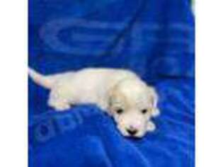 Coton de Tulear Puppy for sale in Lees Summit, MO, USA