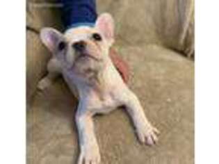 French Bulldog Puppy for sale in Rockville, MD, USA