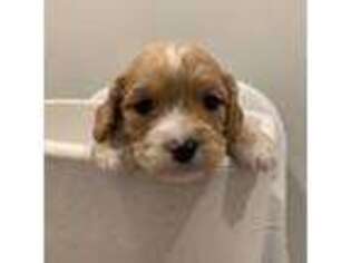 Cavapoo Puppy for sale in Ferndale, WA, USA