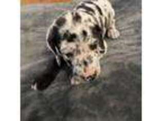 Great Dane Puppy for sale in New Douglas, IL, USA