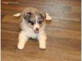 Border Collie Puppy for sale in Wilmington, NC, USA