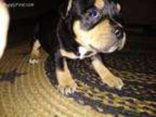 Staffordshire Bull Terrier Puppy for sale in Madisonville, KY, USA