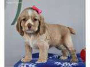 Cocker Spaniel Puppy for sale in Apple Creek, OH, USA