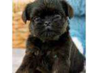 Brussels Griffon Puppy for sale in Millersburg, IN, USA