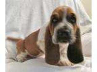 Basset Hound Puppy for sale in BRANSON, MO, USA