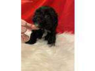 Shih-Poo Puppy for sale in New Caney, TX, USA