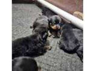 Rottweiler Puppy for sale in Beaver Dam, KY, USA