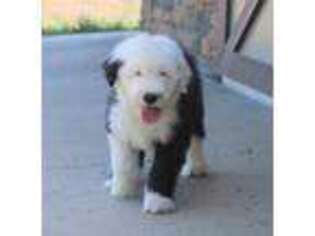 Old English Sheepdog Puppy for sale in Winesburg, OH, USA
