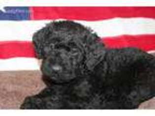 Labradoodle Puppy for sale in Marshfield, WI, USA