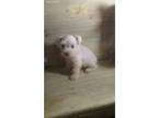 Mutt Puppy for sale in Folsom, LA, USA