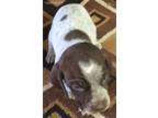 German Shorthaired Pointer Puppy for sale in Koshkonong, MO, USA