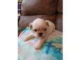 Mutt Puppy for sale in Mobile, AL, USA