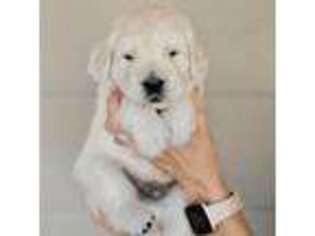 Mutt Puppy for sale in Wake Forest, NC, USA