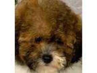 Cavapoo Puppy for sale in Mercer Island, WA, USA
