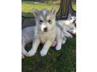Siberian Husky Puppy for sale in Arlington, WA, USA