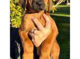 Rhodesian Ridgeback Puppy for sale in Bonsall, CA, USA