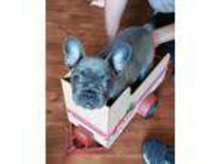 French Bulldog Puppy for sale in Mooresville, IN, USA