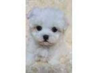 Maltese Puppy for sale in Victorville, CA, USA