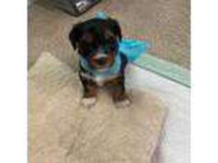Yorkshire Terrier Puppy for sale in Rego Park, NY, USA