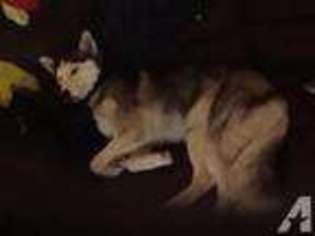 Siberian Husky Puppy for sale in COLUMBUS, GA, USA