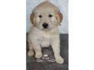 Goldendoodle Puppy for sale in Itasca, IL, USA