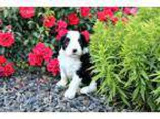 Old English Sheepdog Puppy for sale in Logan, UT, USA