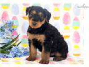 Airedale Terrier Puppy for sale in Lancaster, PA, USA