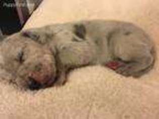 Great Dane Puppy for sale in Columbus, GA, USA