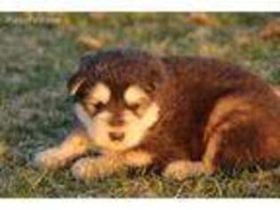 Alaskan Malamute Puppy for sale in Blue River, WI, USA