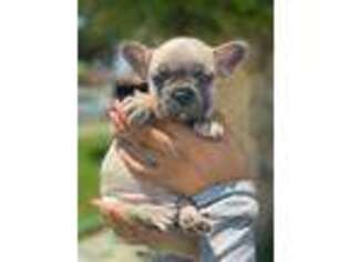 French Bulldog Puppy for sale in San Gabriel, CA, USA