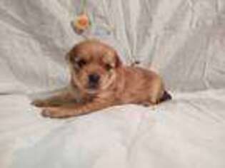Mal-Shi Puppy for sale in Frazeysburg, OH, USA