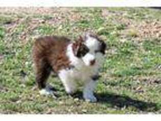 Australian Shepherd Puppy for sale in Eldon, MO, USA