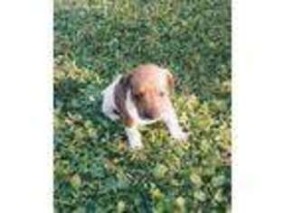 Dachshund Puppy for sale in Astor, FL, USA