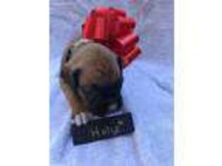 Boxer Puppy for sale in Crestview, FL, USA