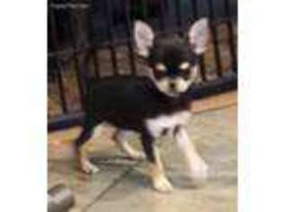 Chihuahua Puppy for sale in Manassas, VA, USA