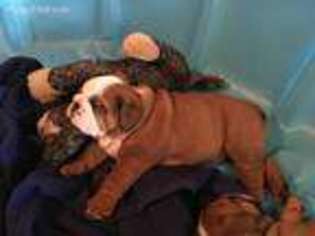 Bulldog Puppy for sale in Pinson, AL, USA