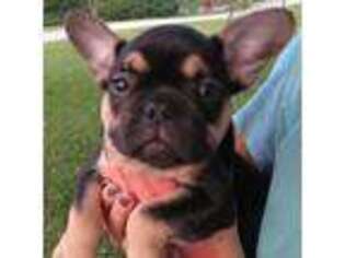 French Bulldog Puppy for sale in Percival, IA, USA