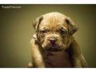 American Bull Dogue De Bordeaux Puppy for sale in Hudson, OH, USA